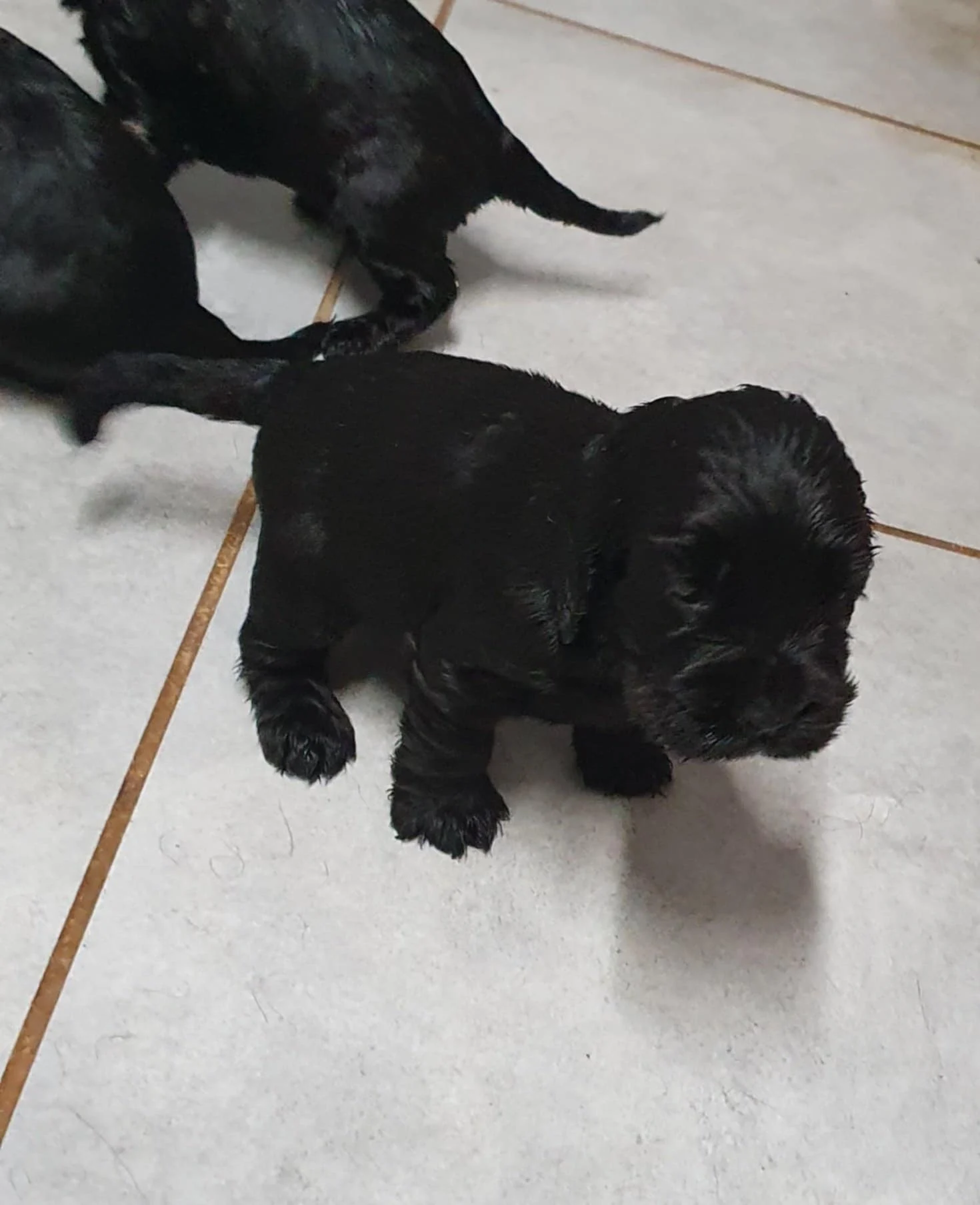 petite bouille 