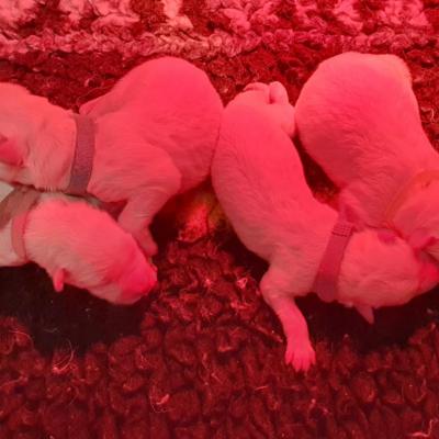 Chiots CH.Lady x MCH.Aro 9mai25