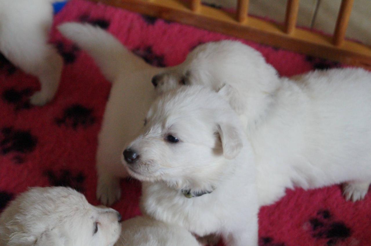 1 mois