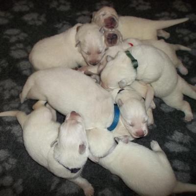 1 semaine pour les Gabbinoux <3