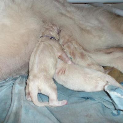 les premier bébés sont nés !!