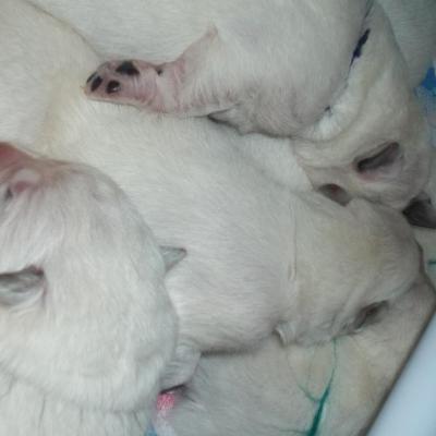 un tas de chiots tout entortillé 