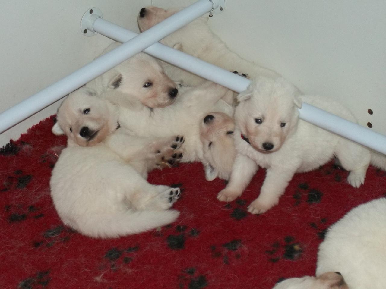 3 semaines pour les BabyDols