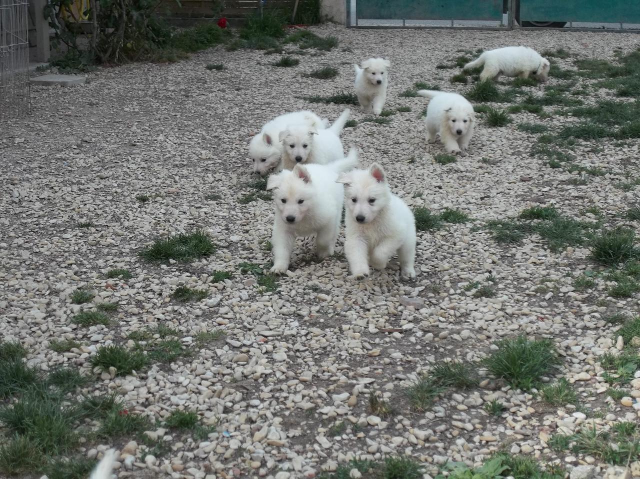 5 semaines et demi