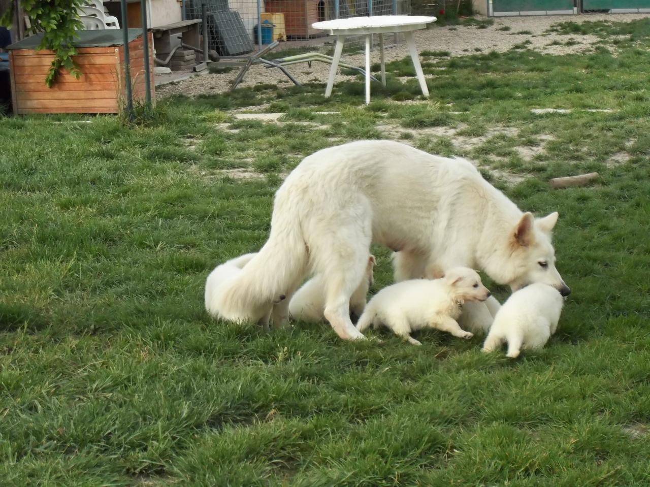 maman éduque bien ses bébés