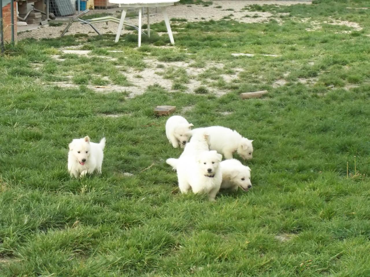 l'herbe c'est pas mal aussi