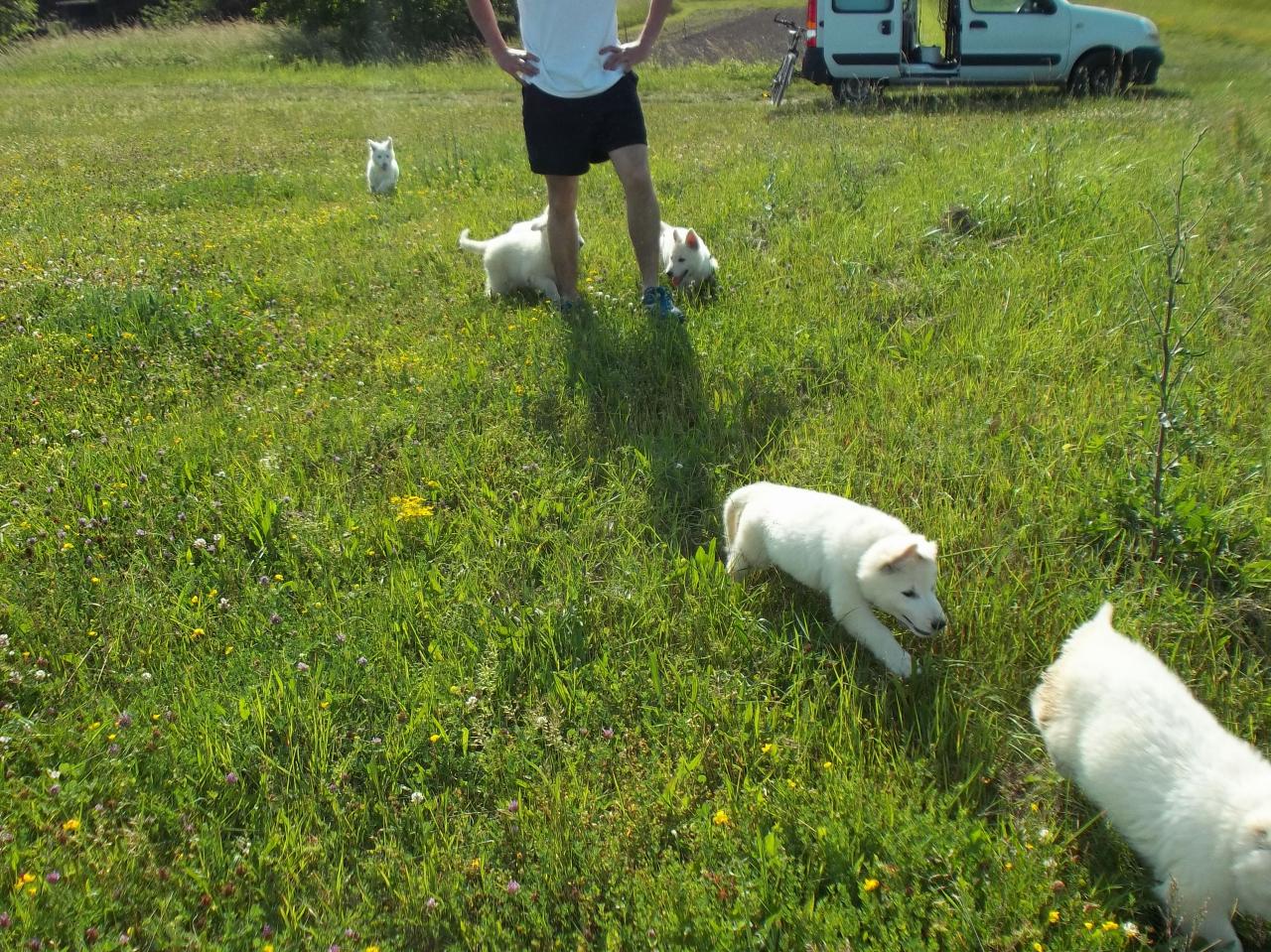 en pleine campagne