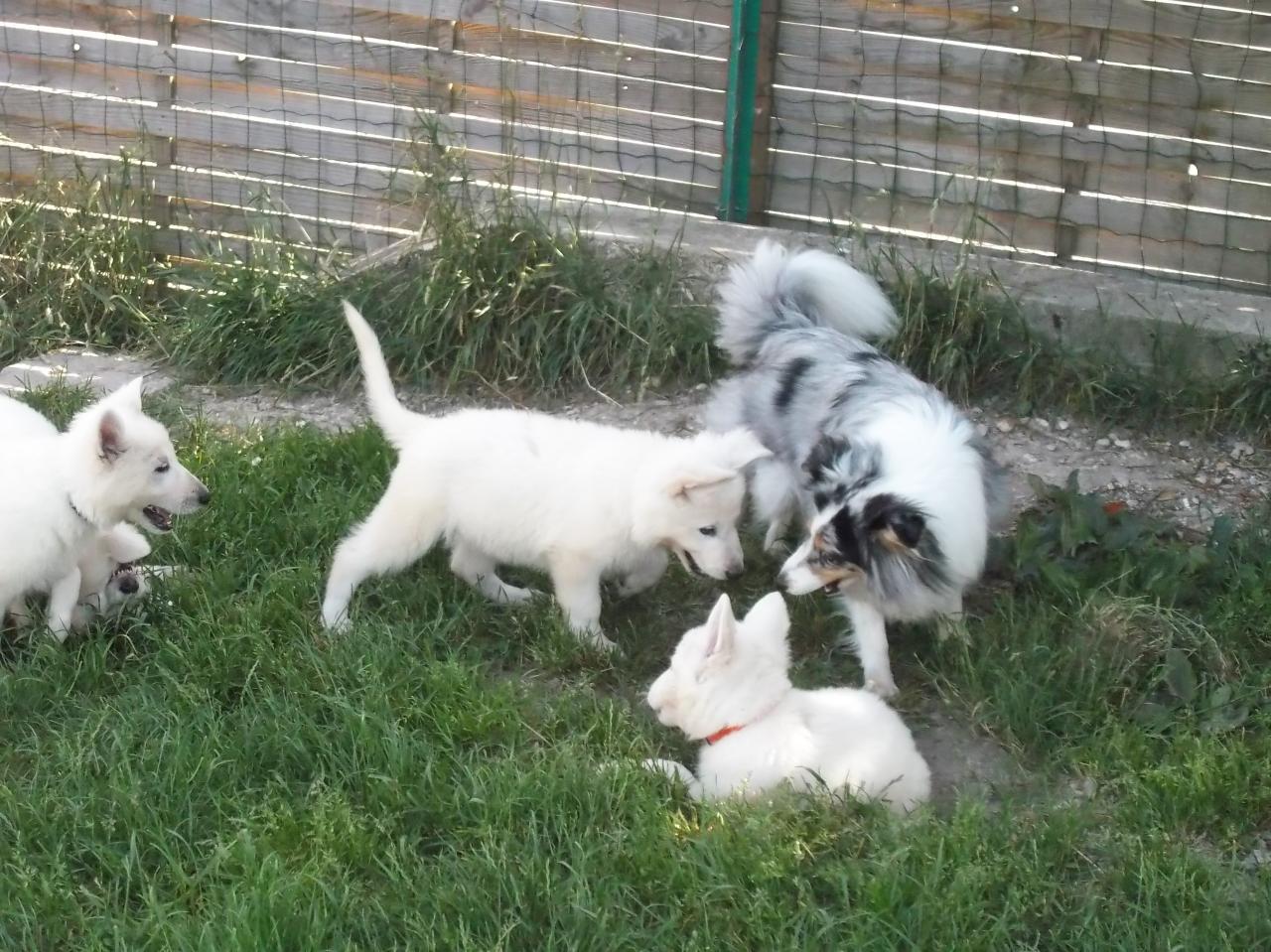 on joue avec de nouveaux chiens