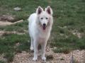 Ithil , berger blanc suisse