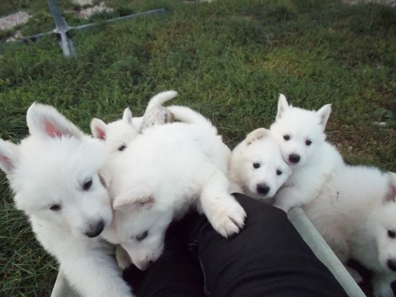 invasion de chiots !