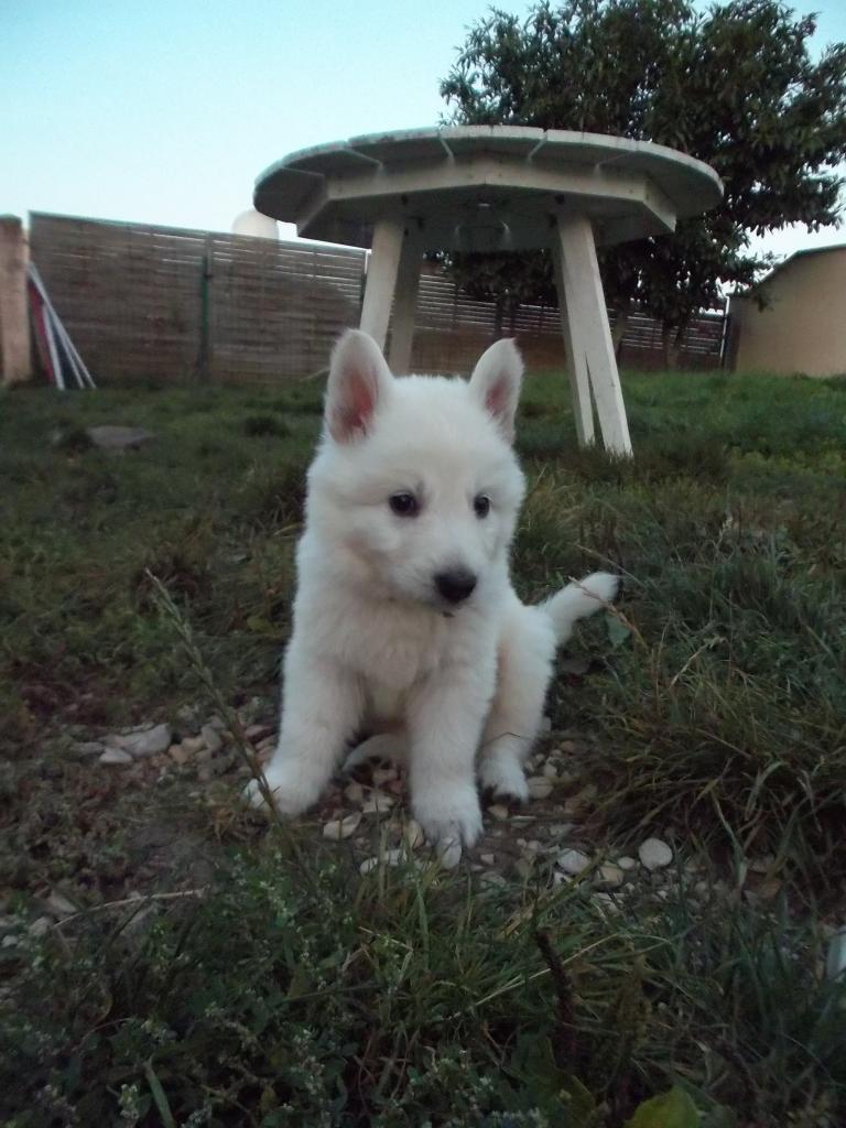 chou !