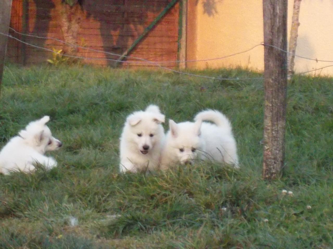 7 semaines