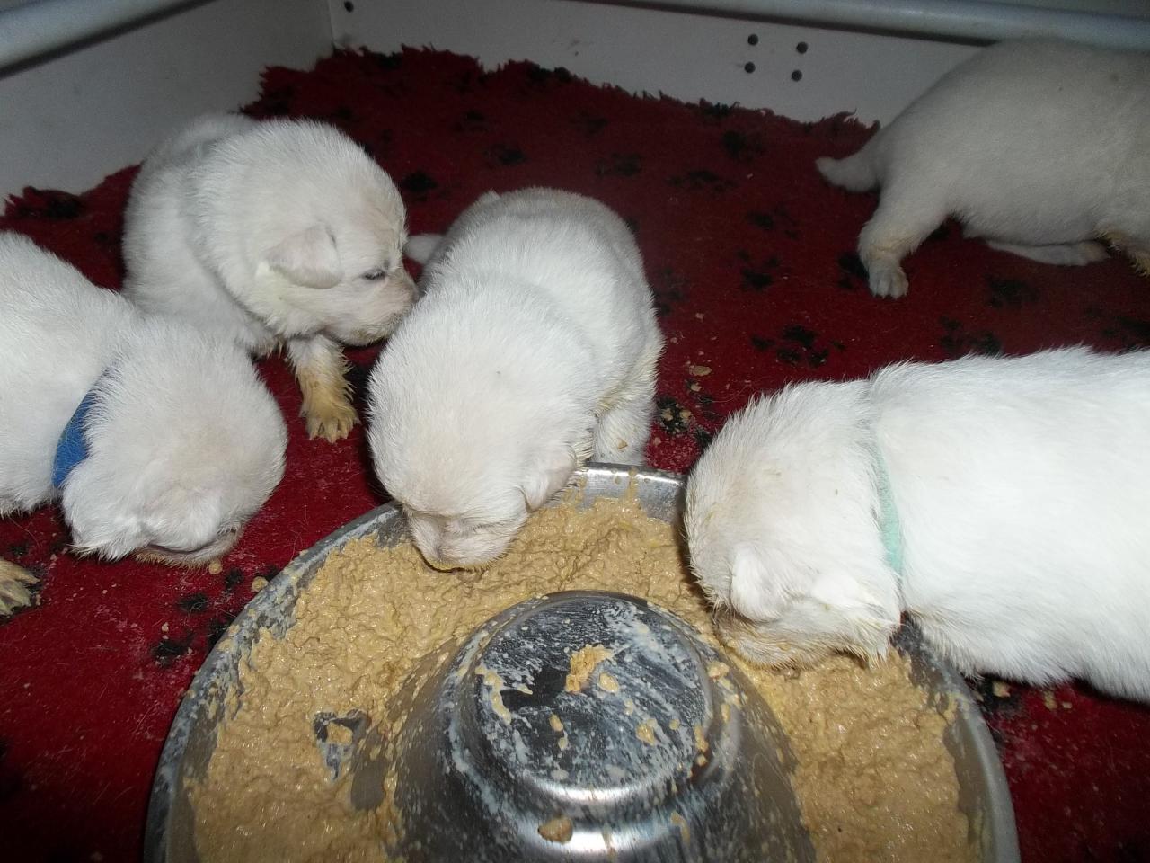 première bouille comme des grands : carnage !