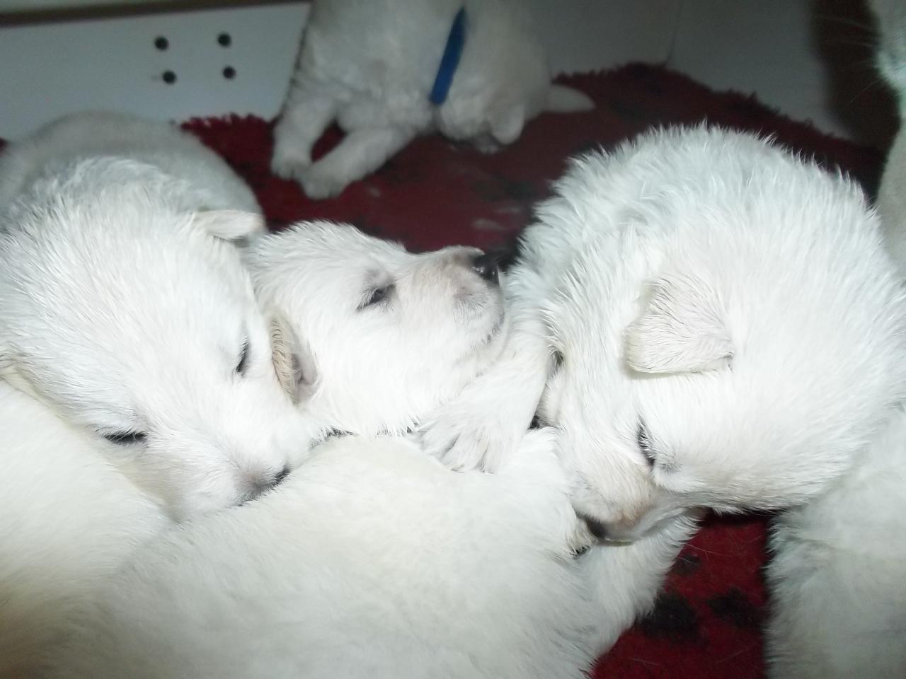 3 semaines et demi