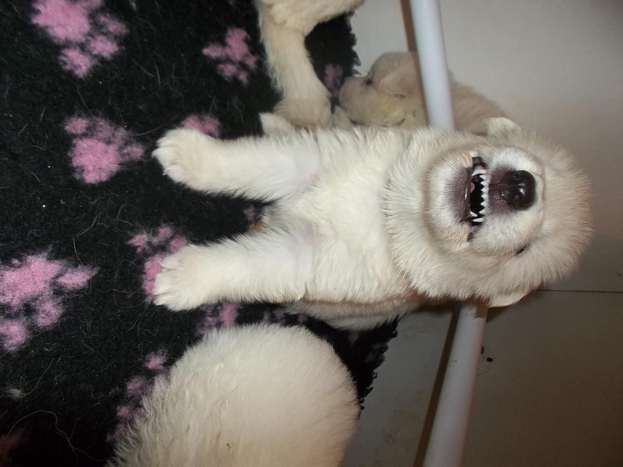 futur chien de garde