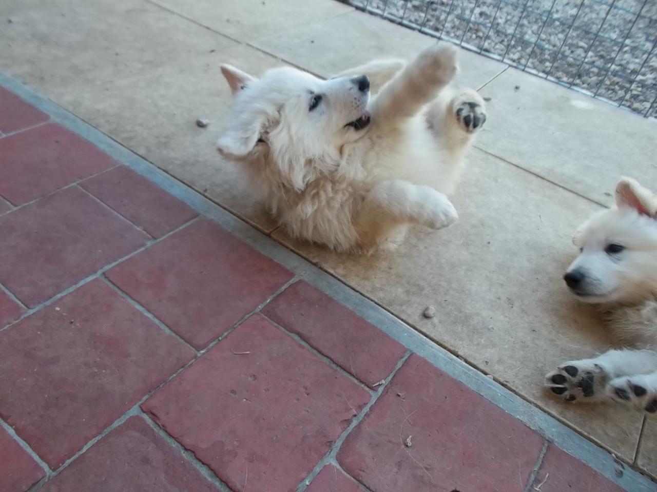 un berger blanc en mode 