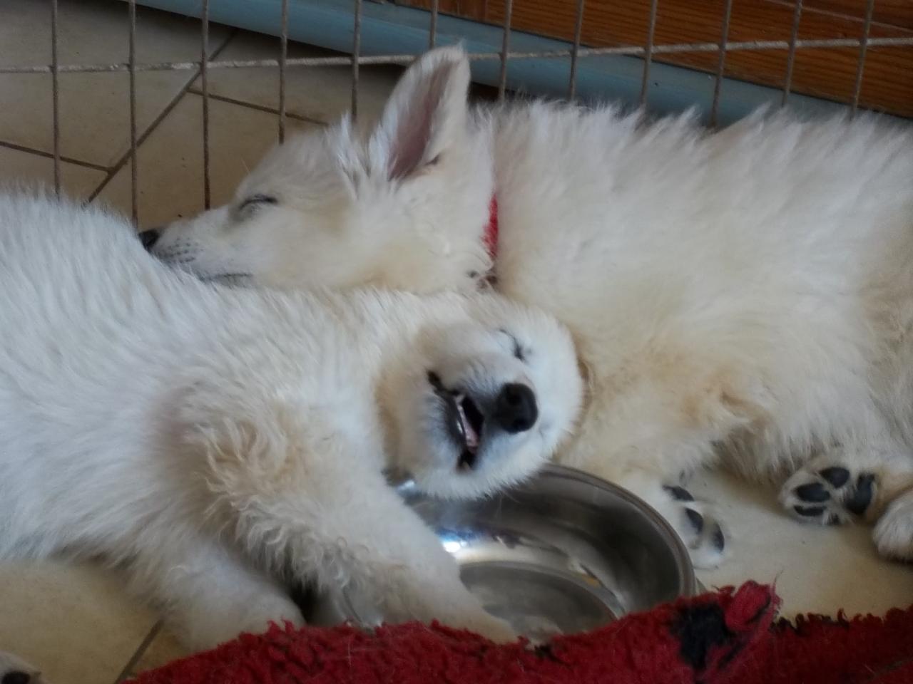 grosse fatigue !!
