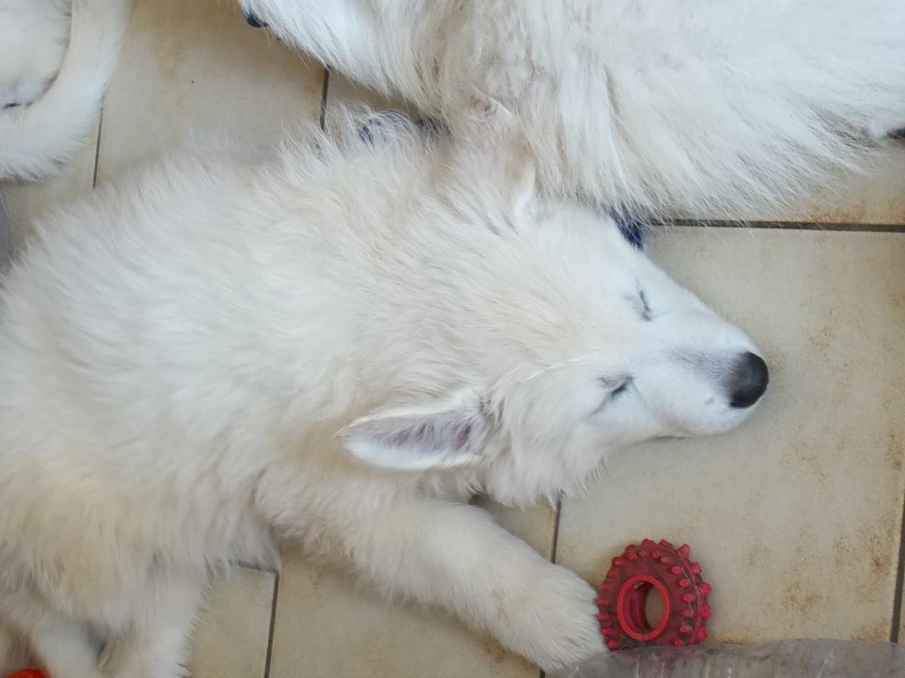 dodo