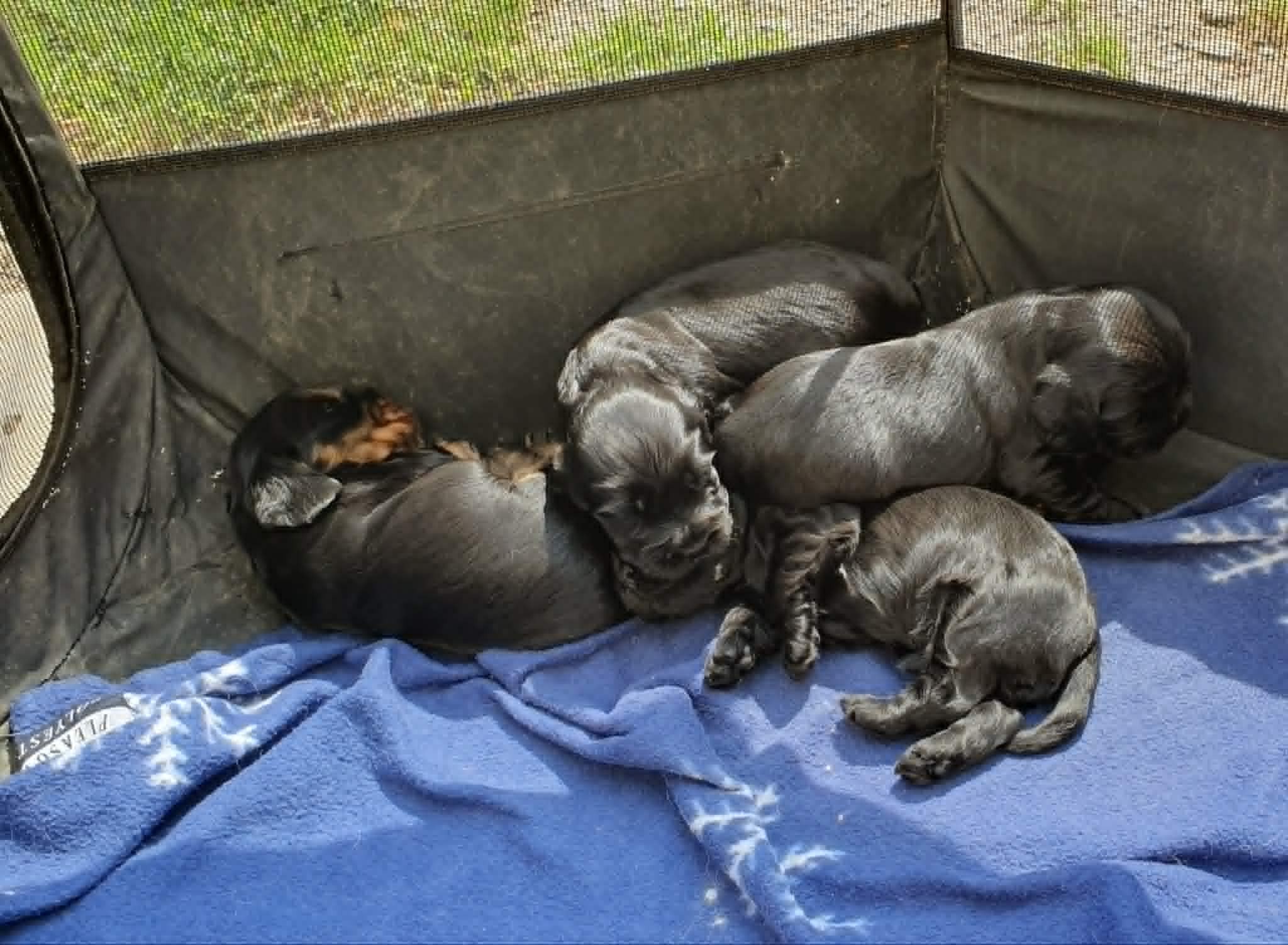 et profité d'un rayon de soleil pour faire la sieste