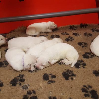 les petits bouchons