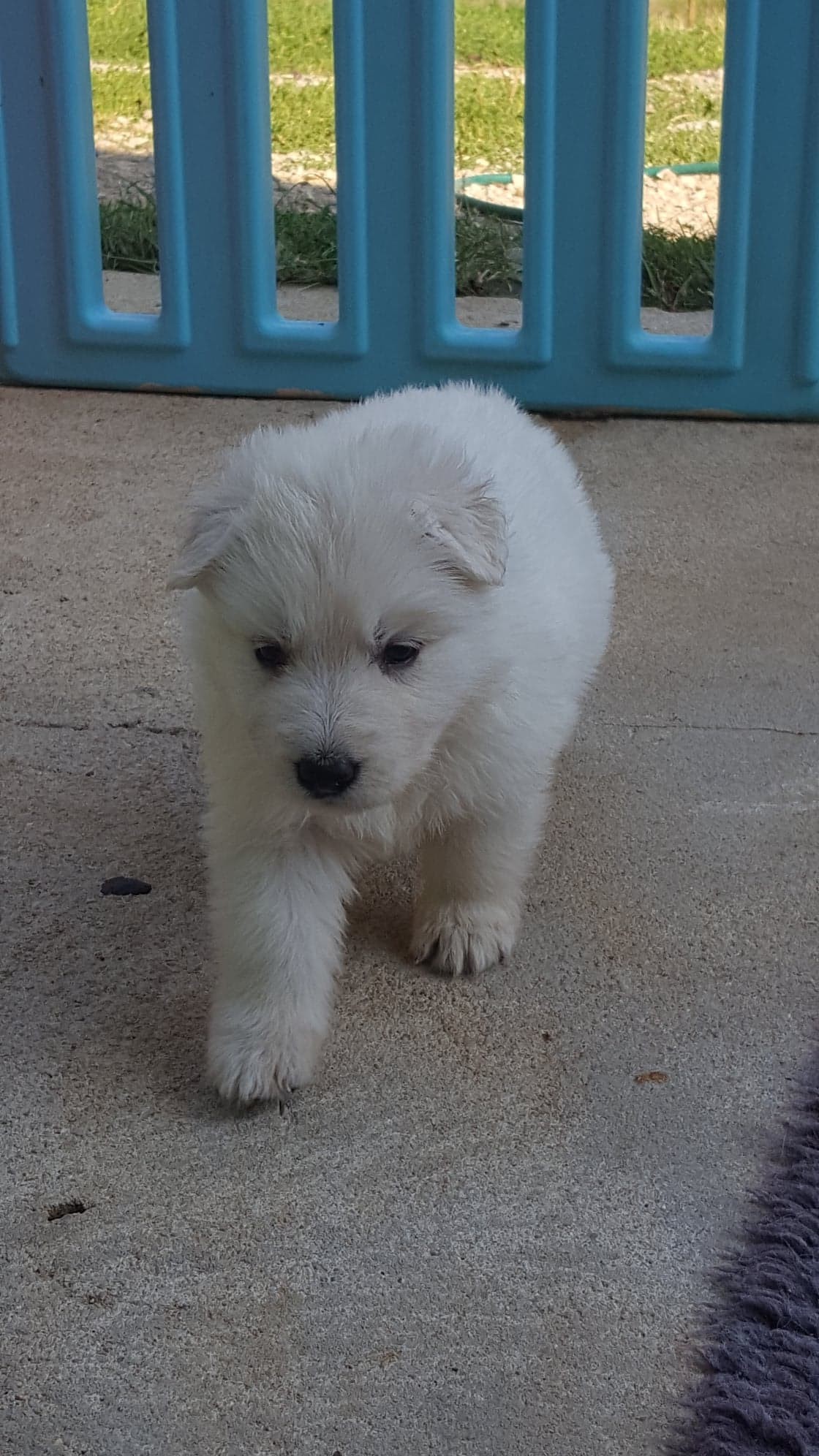 petit chou