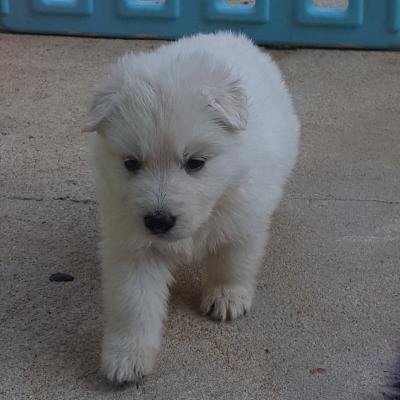 petit chou