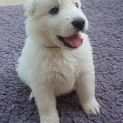 petite bouille 