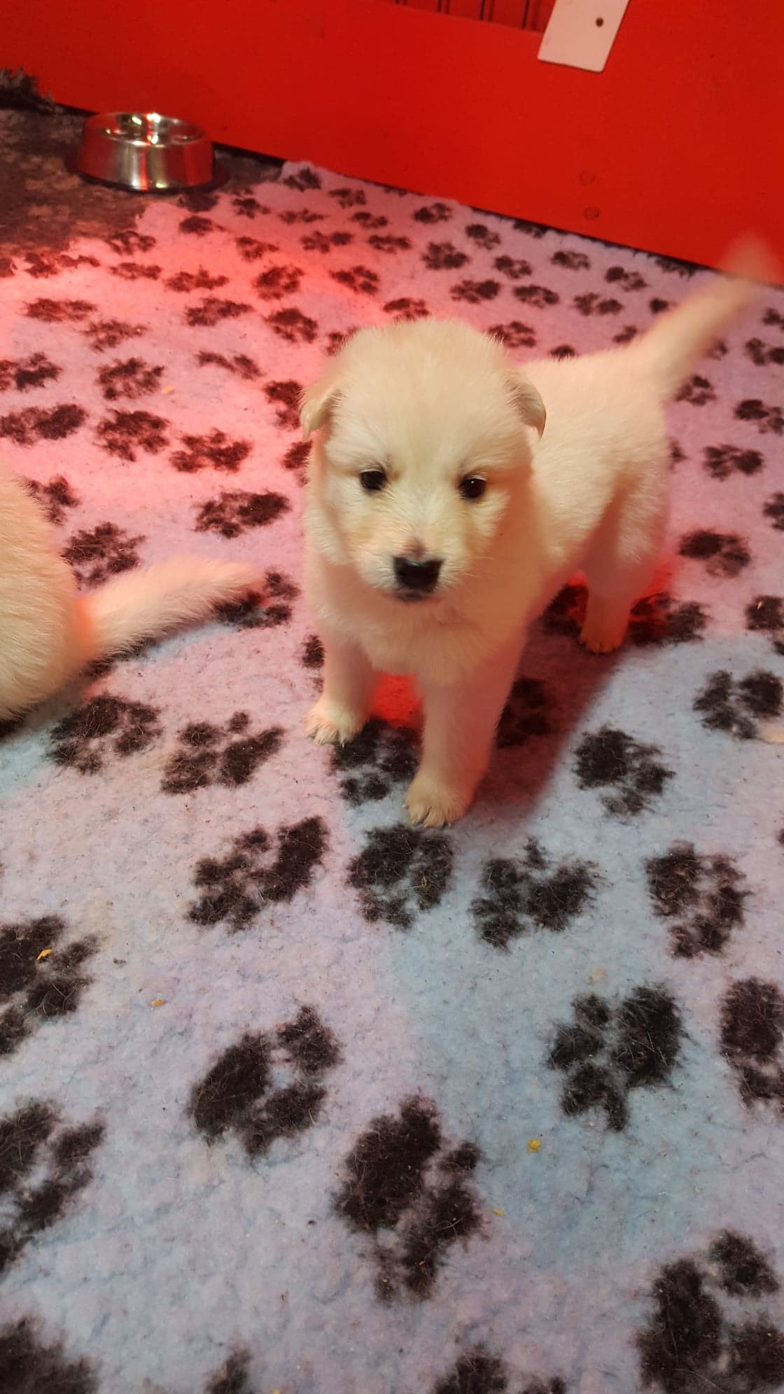 petit loup 