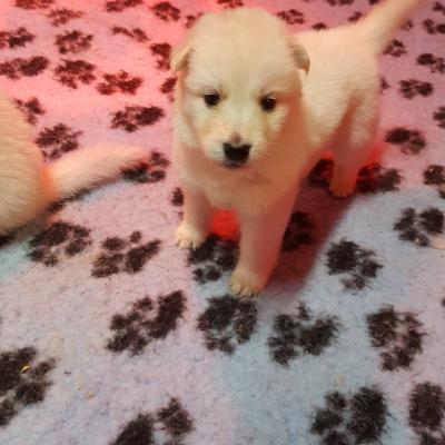petit loup 