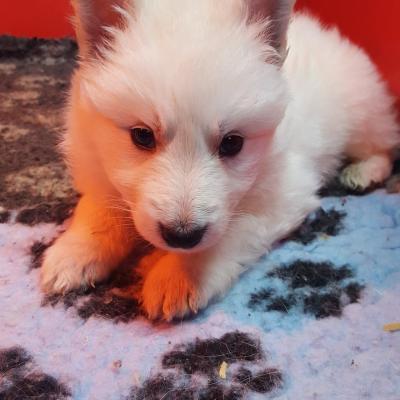 petite bouille