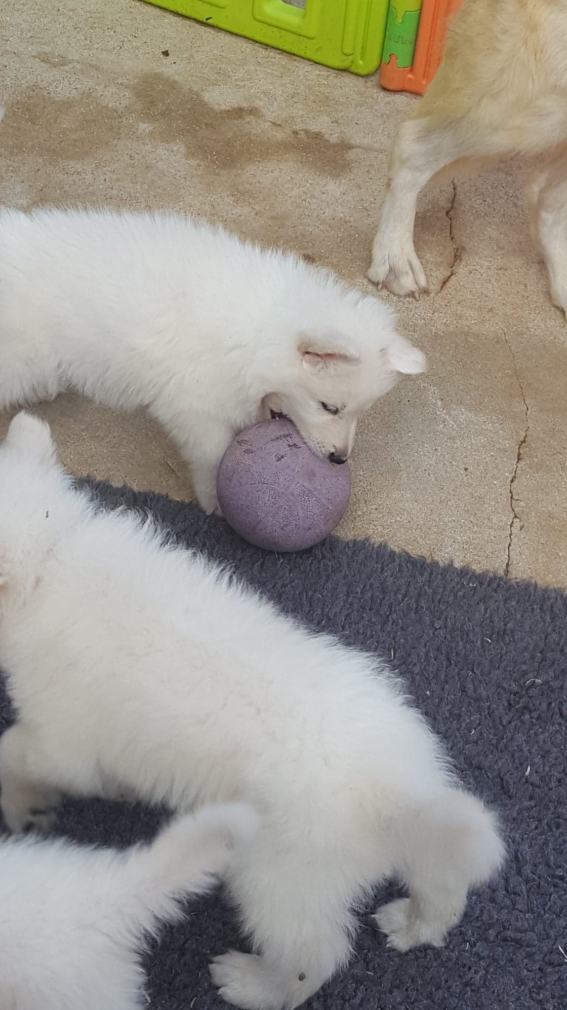 à l'attaque du ballon !