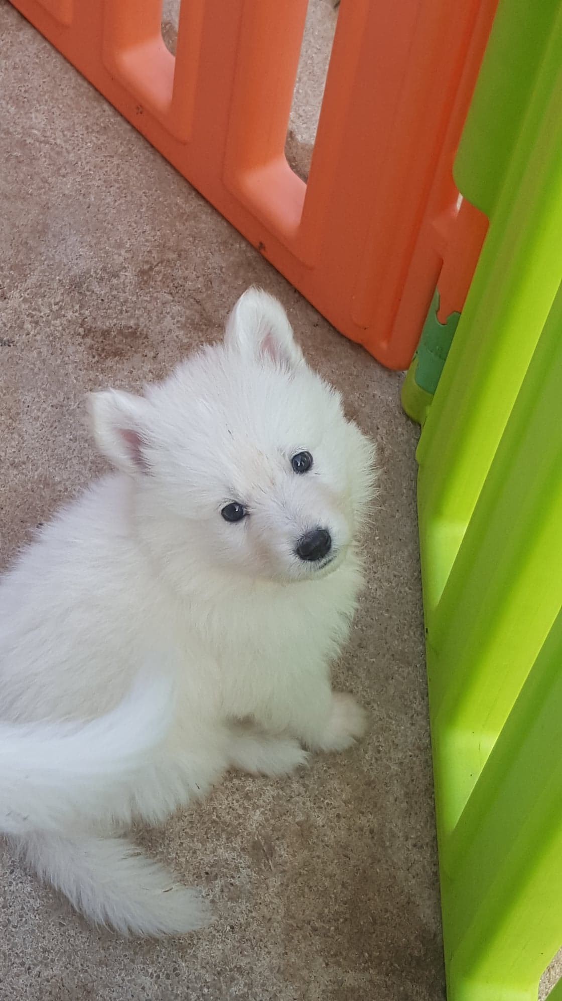 petite bouille 