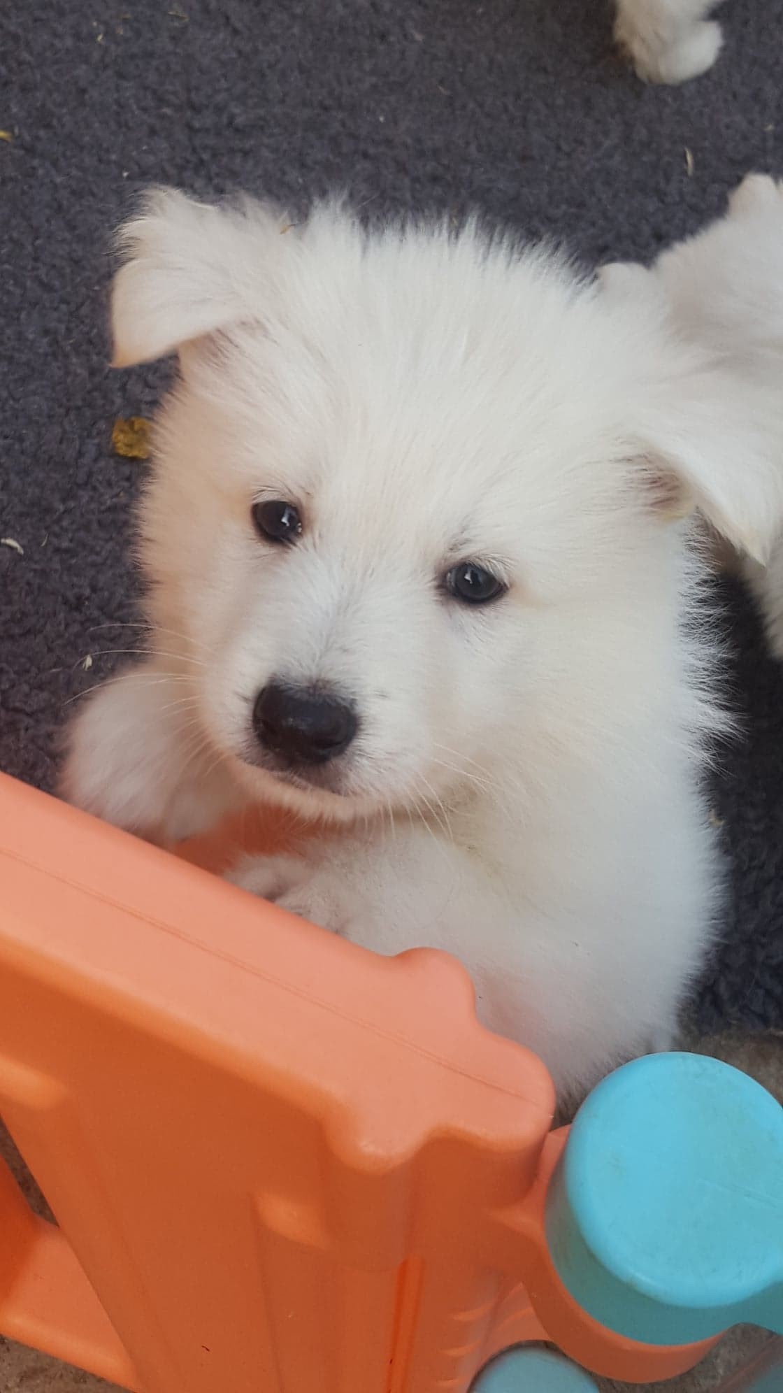coucou toi