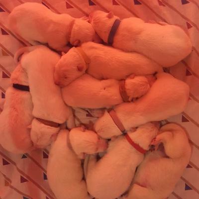 3 jours pour les Baby-Zaza