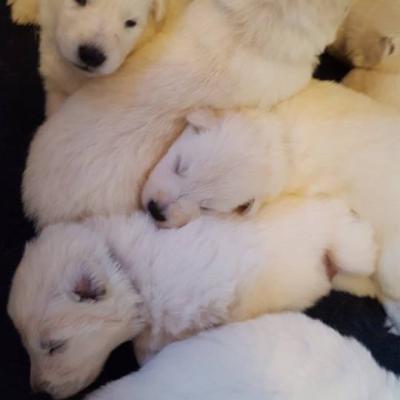 3 semaines , ils sont tout calme les bébés