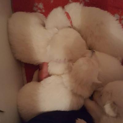 un tas de bébé =)