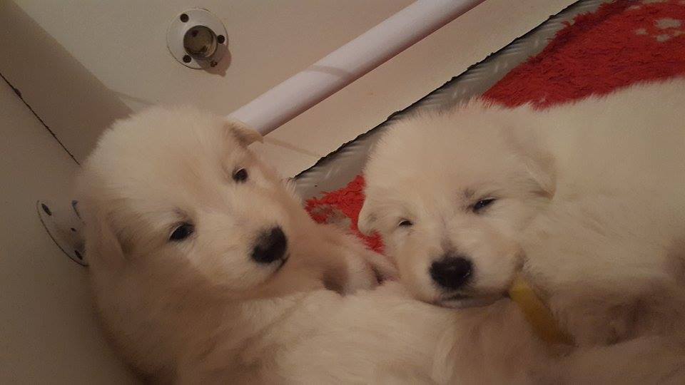 petites bouilles 