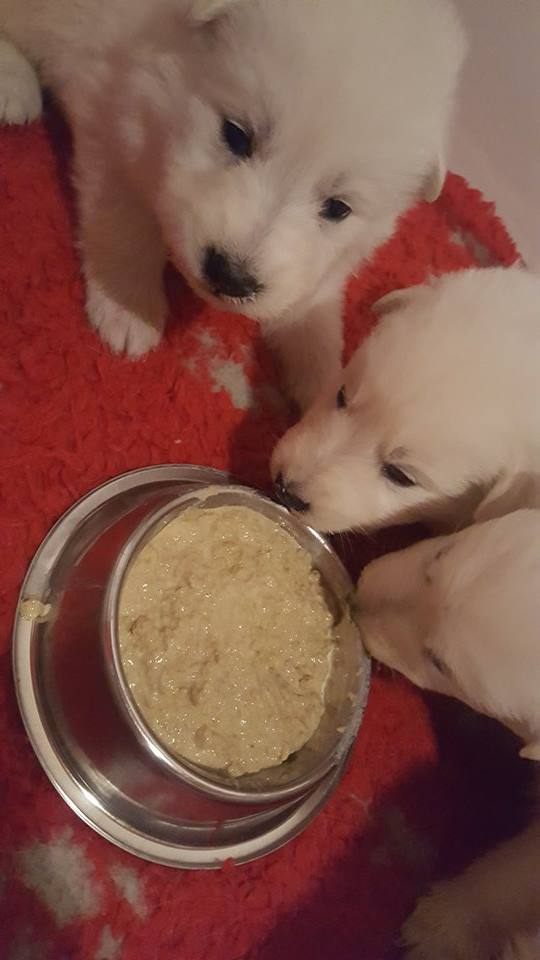 miam c'est bon la bouillie 
