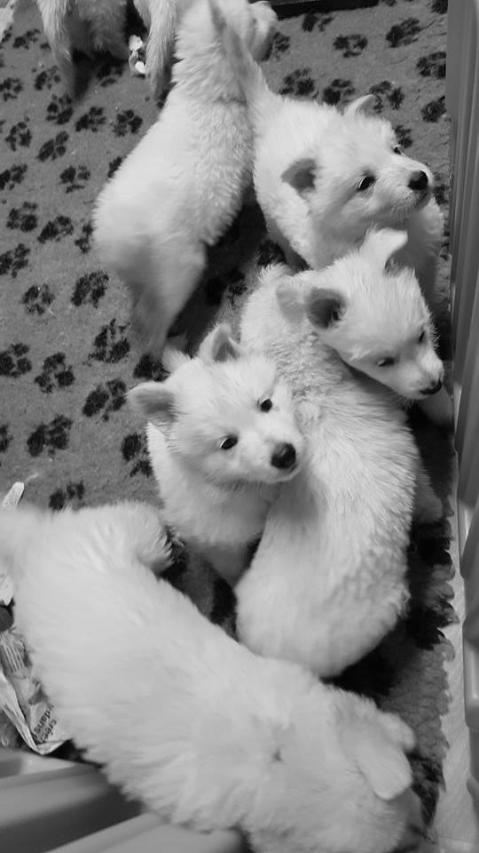 5 semaines et demi pour les Babys Zaza