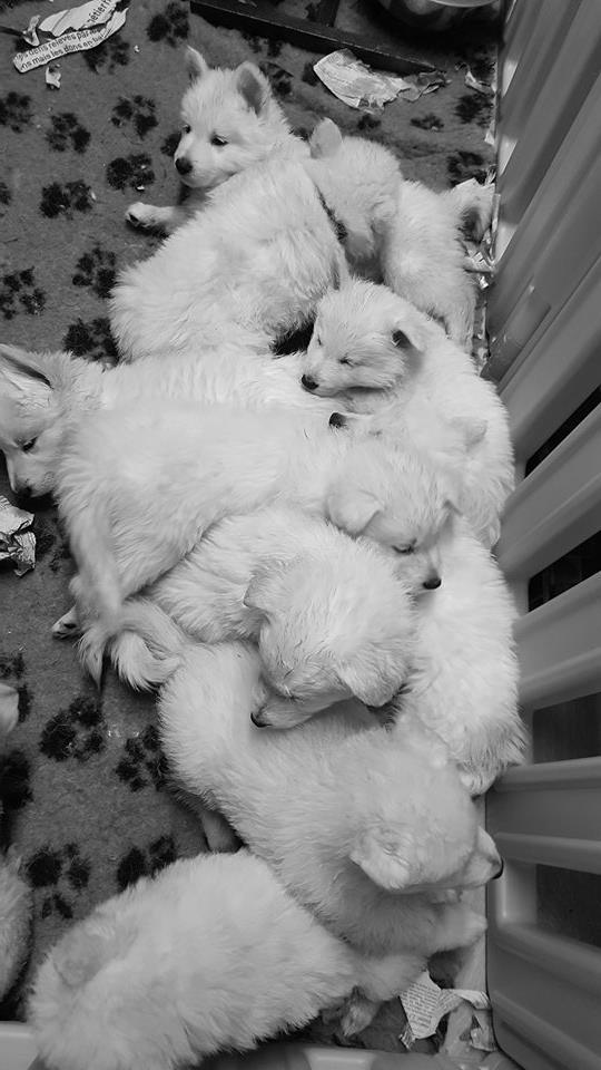 gros dodo