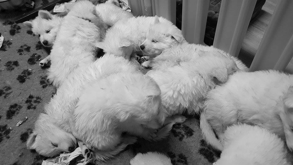 calins et tendresse ...