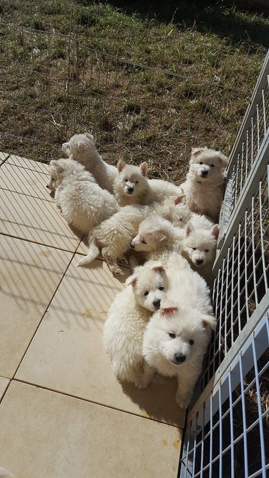 6 semaines passés les petits loups