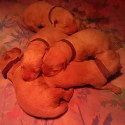les chiots ont pointés leurs museaux