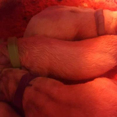 les bébés atttendent les derniers frangins