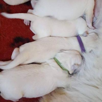 1 semaine pour les bébés 