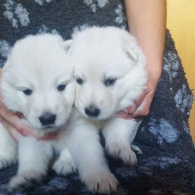 2 fifilles
