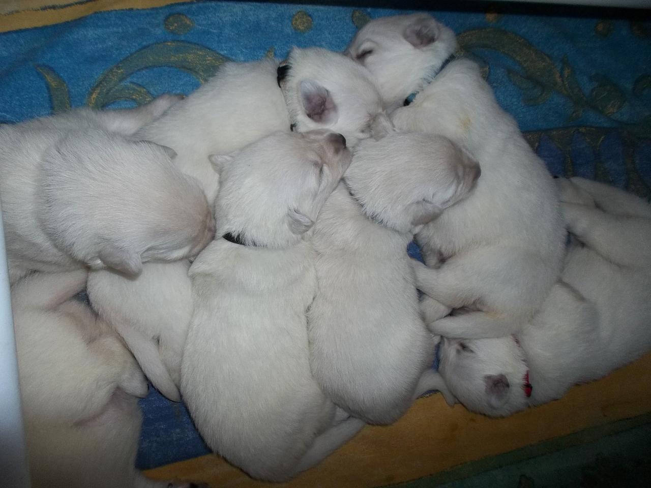2 semaines  <3