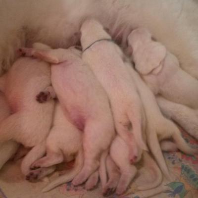 déja 5 jours pour les Floursons 