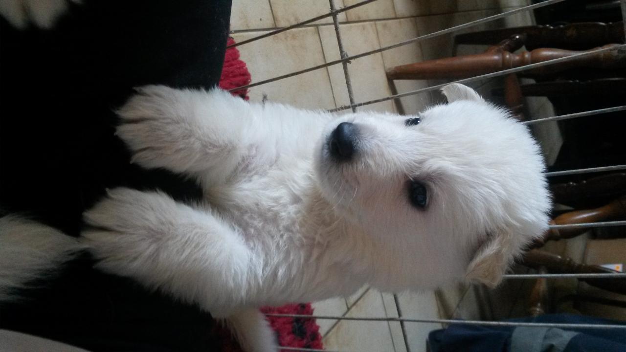 je pose !