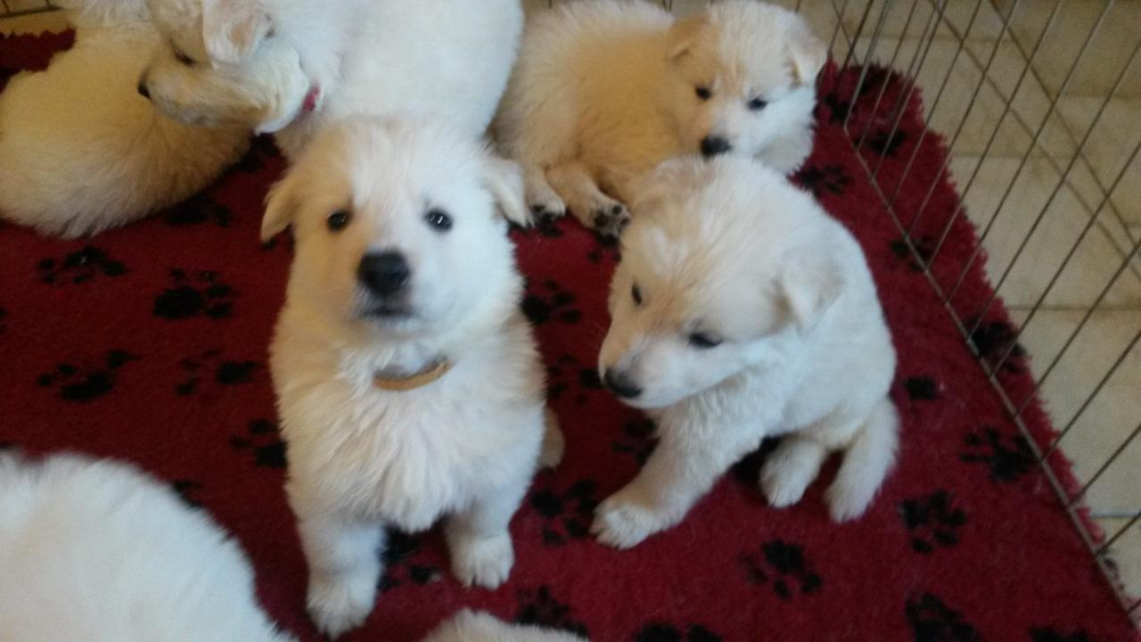 5 semaines